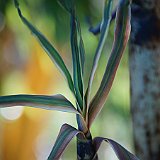 turion de Phyllostachys vivax Aureocaulis.JPG